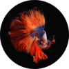 Mega menu fish